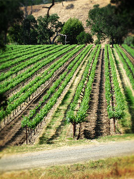 Rowland-Cellars-Inset1